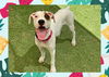 adoptable Dog in  named BULLSEYE