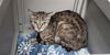 adoptable Cat in ojai, CA named KASS