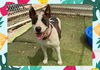 adoptable Dog in ojai, CA named MARLEY