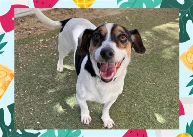 adoptable Dog in Ojai, CA named REMY