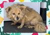 adoptable Dog in ojai, CA named PAPACITO