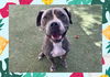 adoptable Dog in ojai, CA named KNIGHT
