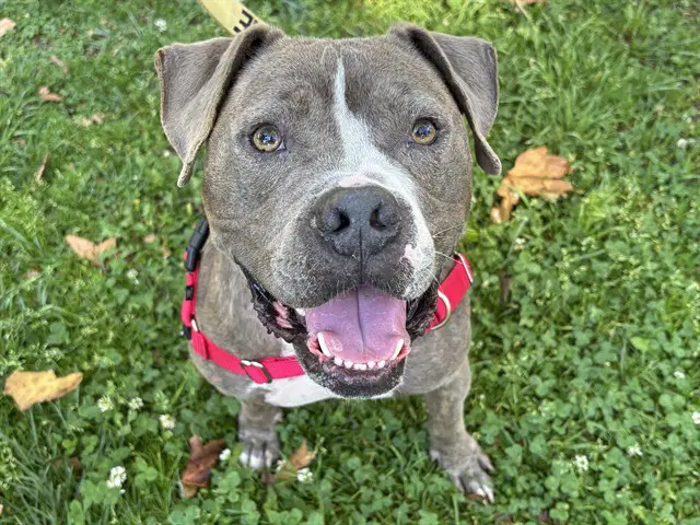 Knight - Pit Bull Terrier