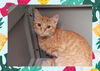 adoptable Cat in ojai, CA named FRED