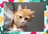 adoptable Cat in ojai, CA named GEORGE