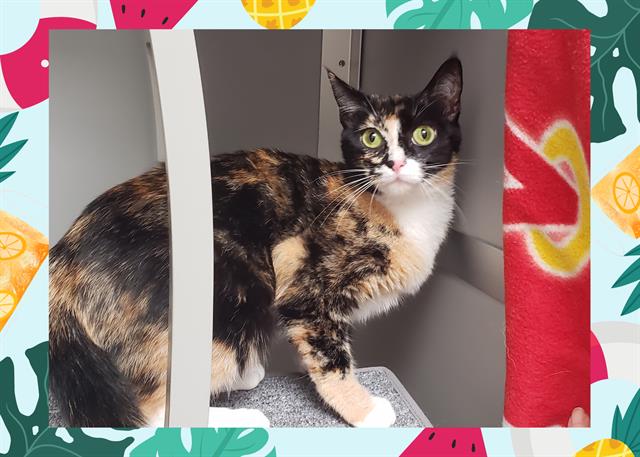 adoptable Cat in Ojai, CA named PATCHES