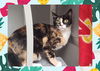 adoptable Cat in ojai, CA named PATCHES