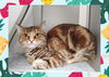 adoptable Cat in ojai, CA named WILLOW