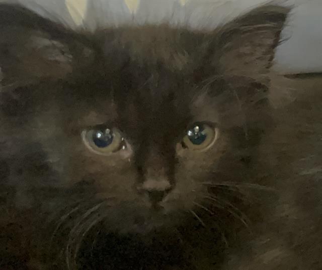 adoptable Cat in Ojai, CA named TOAST