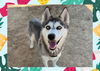 adoptable Dog in  named MISHKA