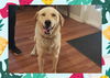 adoptable Dog in  named SAM