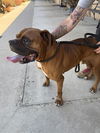 adoptable Dog in  named MANNY