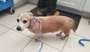 adoptable Dog in  named HANS