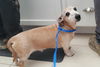 adoptable Dog in  named FRITZ