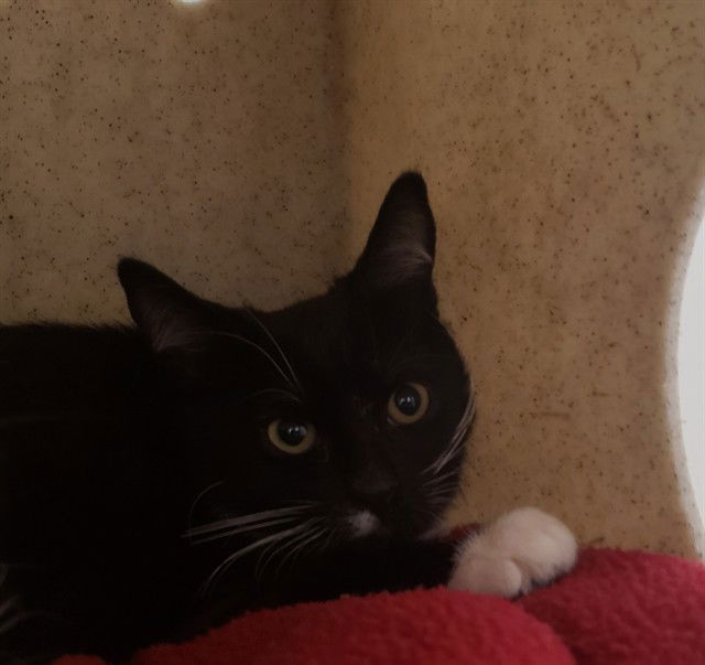 adoptable Cat in Ojai, CA named OSCAR