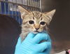 adoptable Cat in  named NITRO