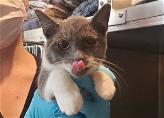 adoptable Cat in Ojai, CA named OPTIMUS PRIME