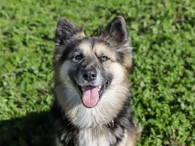 Chula - German Shepherd Dog
