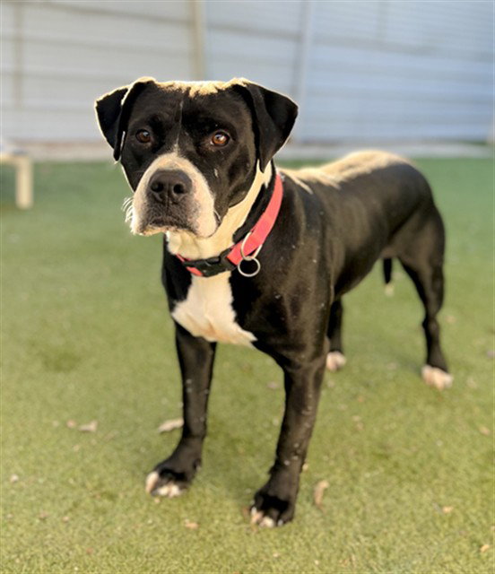 DARLA