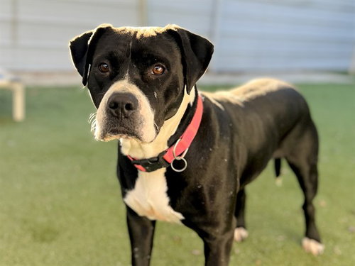 DARLA - Pit Bull Terrier available for adoption