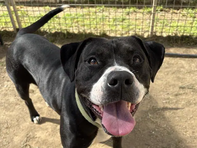 Darla - Pit Bull Terrier