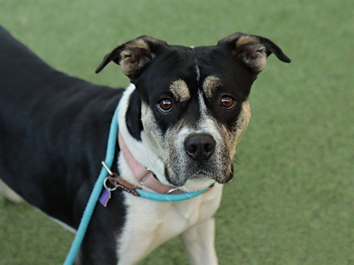SWEETIE - Pit Bull Terrier available for adoption