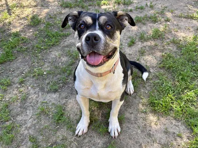 Sweetie - Pit Bull Terrier