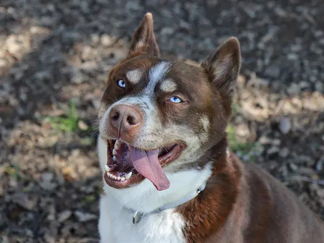 Tucker - Siberian Husky