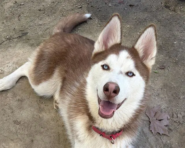 Andy - Siberian Husky