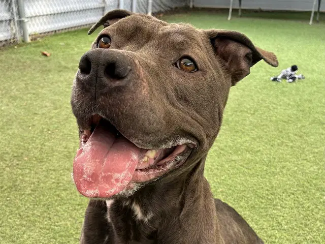 Nyle - Pit Bull Terrier
