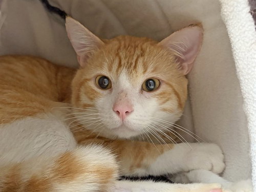 picture of the cat needing adoption