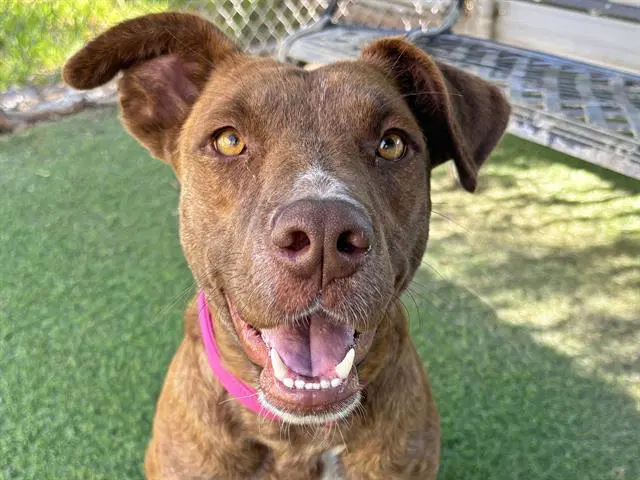 Missy - Plott Hound