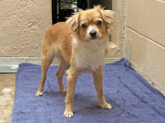 Mango - Chihuahua