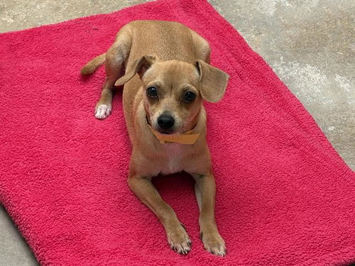 ONION, an adoptable Chihuahua in Ojai, CA