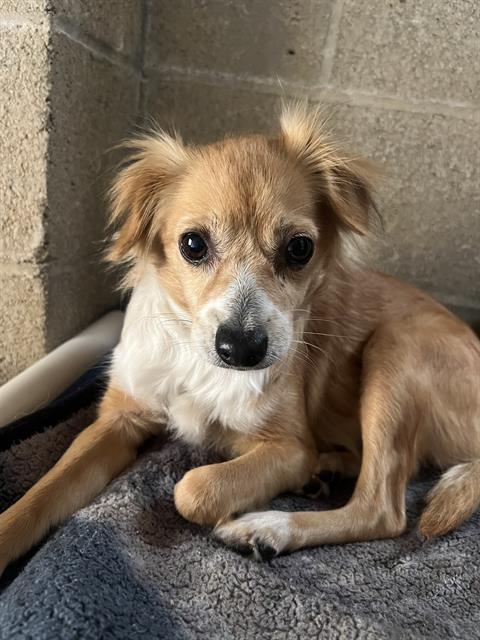 TOOTSIE, an adoptable Chihuahua in Ojai, CA