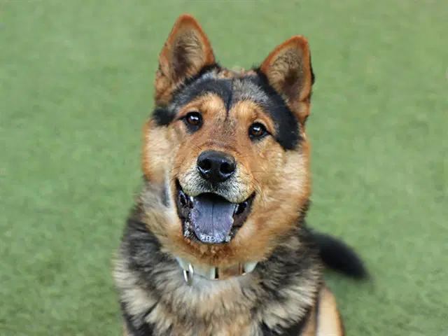 Achilles - Chow Chow