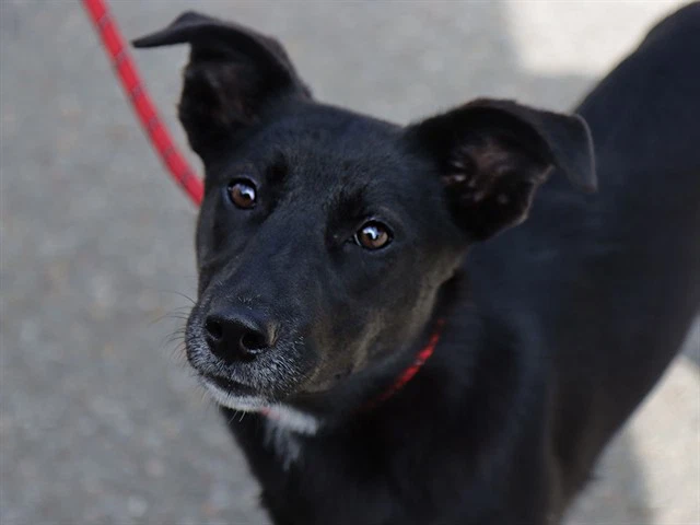 Lokita