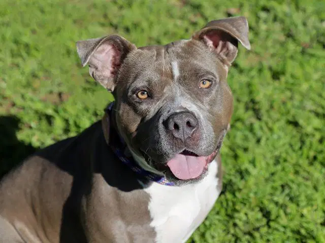 Nova - Pit Bull Terrier