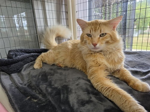 FREDDY, an adoptable Domestic Medium Hair in Ojai, CA