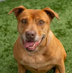 Hennessy - Pit Bull Terrier