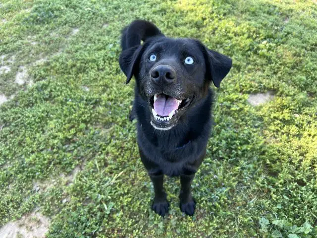 Oso - Labrador Retriever