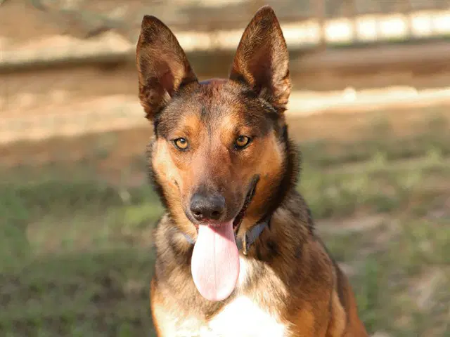Dani - German Shepherd Dog