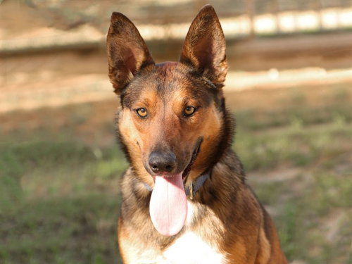 picture of the dog needing adoption