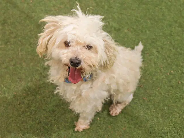 Gomez - Poodle (Miniature)