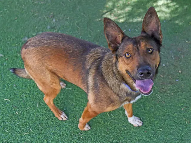 Biscuit - German Shepherd Dog