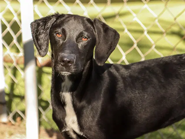 Patsy - Labrador Retriever
