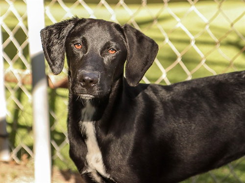 picture of the dog needing adoption
