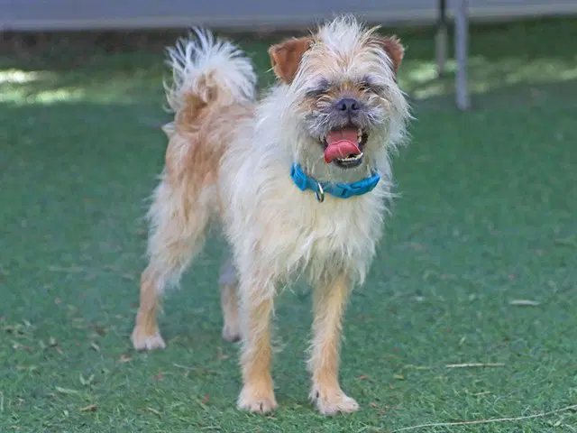 Broccoli - Border Terrier