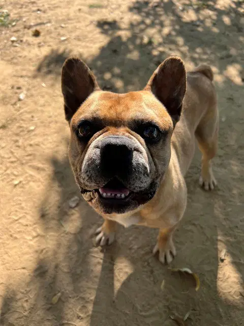 Chauncey - French Bulldog