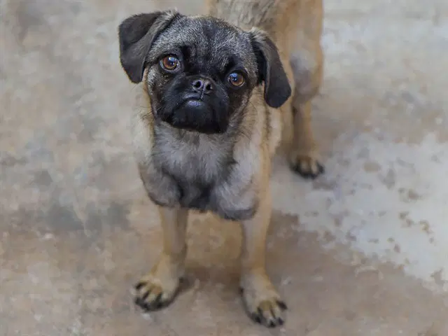 Piglet - Pug